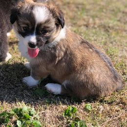 Pembroke Welsh Corgi Puppies from Diamond G Corgis