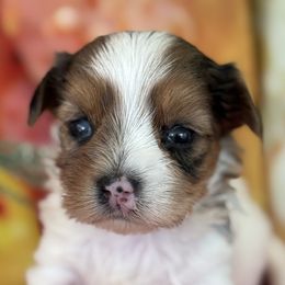 Jasper - White and tan male Morkie puppy in De Kalb, Texas from MC Kennels
