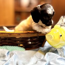 Aspen (Parti Female) - Black and white female Companion Cross puppy in Waldron, Arkansas from Kay’s Cutie Poos