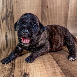 White Collar - Black brindle male Cane Corso puppy in Catawba, North Carolina from Catawba Cane Corso