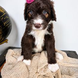 Aussiedoodle Puppies from The Cuddly Dood Ranch