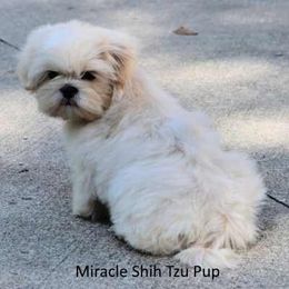 Shih Tzu Puppies from Miracle Shih Tzu