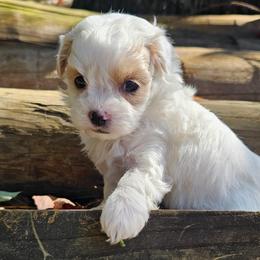 Claire - White female Maltipoo puppy in Utica, Ohio from Poodle Me Crazy