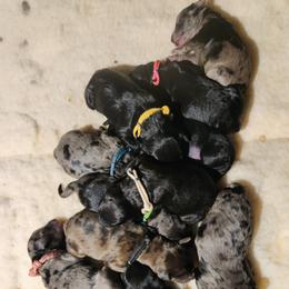"Current Litter born 2/2/2023" Goldendoodle Puppies from South Mountain Goldendoodles
