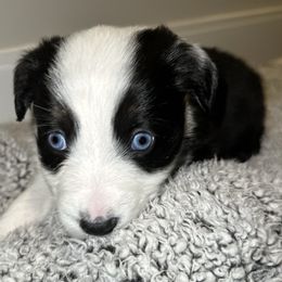 Australian Shepherds from Music City Aussies