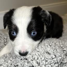 Australian Shepherds from Music City Aussies