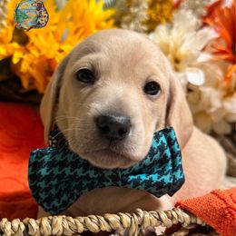 UNO - Cream male Dachshund puppy in Fayetteville, West Virginia from Loop Creek Dachshunds