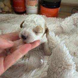 Betsy - Parti female Goldendoodle puppy in Cherry Tree, Pennsylvania from Plum Creek Acres Next Generation