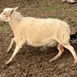 Australian Cattle Dog Puppies from Home Grown Heelers
