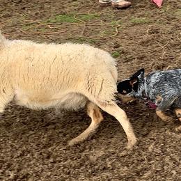 Australian Cattle Dog Puppies from Home Grown Heelers