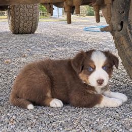 Snag - Red tri male Miniature Australian Shepherd puppy in Lakeport, California from Akins Aussies/Wild Rose Ranch