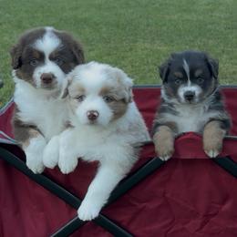 Miniature American Shepherd puppies from Rhythmic Beat’s