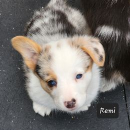 American Corgi Puppies from Wigglebutts American Corgis