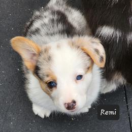 American Corgi Puppies from Wigglebutts American Corgis