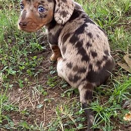 Dachshund Puppies from Lakeview Dachshunds