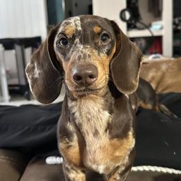 Freyja - Dachshund