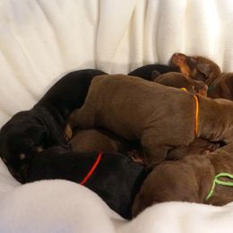Doberman Pinscher Puppies from Laurel Vail