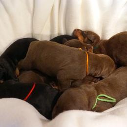 Doberman Pinscher Puppies from Laurel Vail