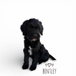 Bentley - Parti male Goldendoodle puppy in Warrensburg, Missouri from Supreme Doodles