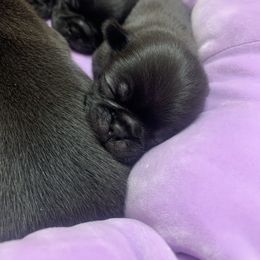 Pug Puppies from The Grumble Pack