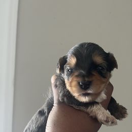 Neptune(1500) - Merle male Yorkipoo puppy in Gastonia, North Carolina from Precious pups dynasty kennel