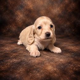 Bentley - Cream male Dachshund puppy in Mountainburg, Arkansas from Charisma Dachshunds