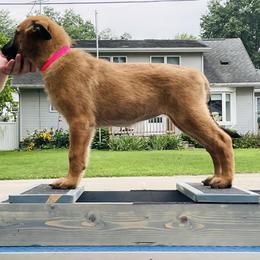 Belgian Malinois Puppies from Pyrex Kennels