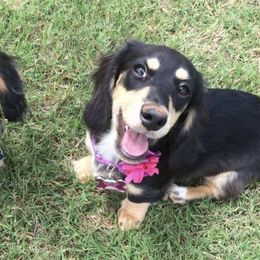 Dachshunds from Sunshine Acres Dachshunds