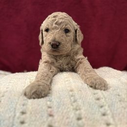 Terry - Cream male Goldendoodle puppy in Indiana, Pennsylvania from Kathy's Doodles