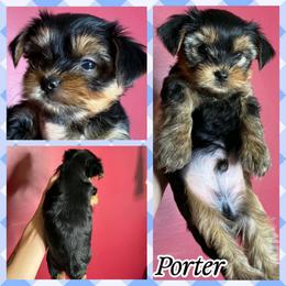 Porter - Black and tan male Yorkshire Terrier puppy in London, Kentucky from Soto Yorkies