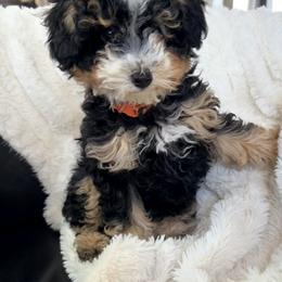 Biscotti - Tri-color female Bernedoodle puppy in Grandview, Texas from Big Sky Bernedoodles