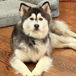 Valley - Pomsky