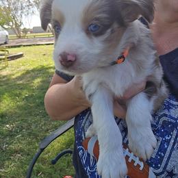 Zuma - Red merle male Toy Australian Shepherd puppy in Forney, Texas from Texas Talent Toy Aussie's and Labs