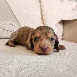 Penne - Dapple male Dachshund puppy in Dighton, Massachusetts from Powerdox Dachshunds