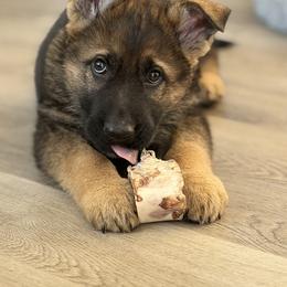 German Shepherd Puppies from Auf der Marquis German Shepherds