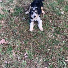 Aussiedoodle Puppies from Hearth&Hound Doodles