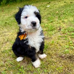 KTM - Tri-color male Bernedoodle puppy in Hegins, Pennsylvania from Bubbling Springs Doodles, LLC