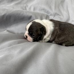 Aspen - Blue female Boston Terrier puppy in Huntington, West Virginia from AKC Moonshine Valley Boston Terriers