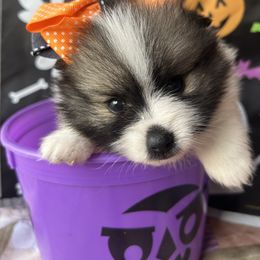 Pomeranian Puppies from Perez Pomeranians
