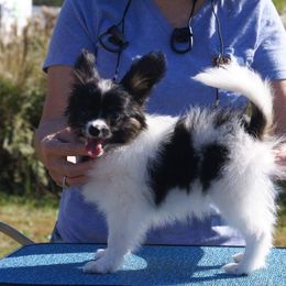 Papillon Puppies from Azure Papillons