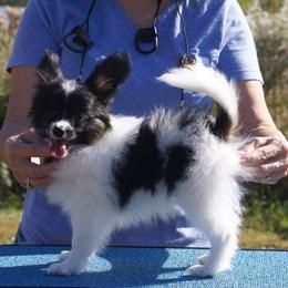 Papillon Puppies from Azure Papillons