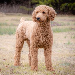 Sam - Poodle