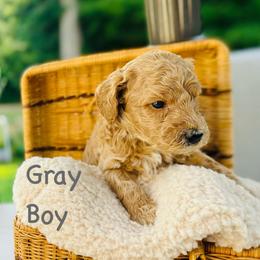 Gray Boy - Cream male Goldendoodle puppy in Kitsap County, Washington from Amazing Grace Doodles