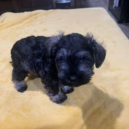 Miniature Schnauzers from Cameron Schnauzers