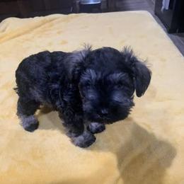 Miniature Schnauzers from Cameron Schnauzers