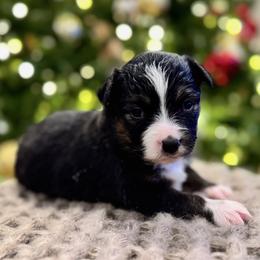 Chloe - Black tri female Miniature American Shepherd puppy in Ash Grove, Missouri from 3 Barrels Farms, LLC