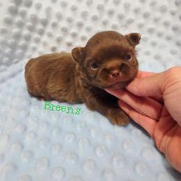 Light choc. boy - Chocolate male Chihuahua puppy in Richmond, Virginia from Breens