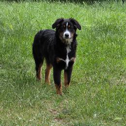 Valen - Black tri-color male Australian Shepherd puppy in Copperas Cove, Texas from Hidden Leaf Aussies