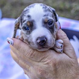 Elsa - Dachshund