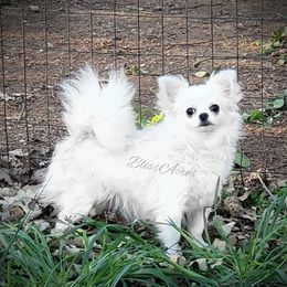 Empress - Chihuahua